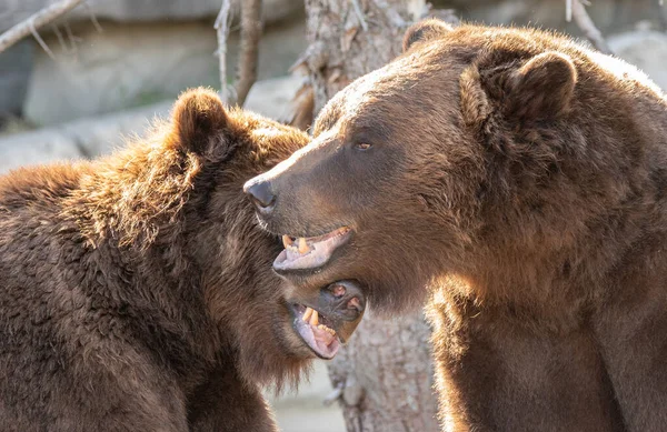 Gepaard Paar Grizzly Beren Zijn Knuffelen — Stockfoto