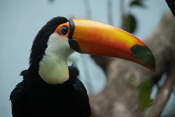 Toucan Poses Side Profile Picture — Stock Photo, Image