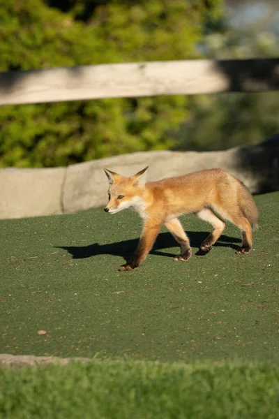 Red Fox Pups Explore Park Sunny Day — Stock Photo, Image