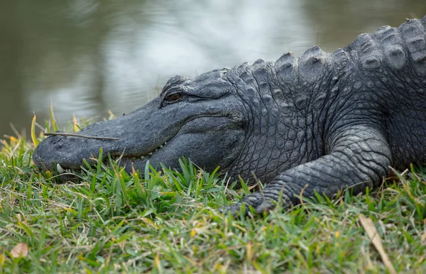 Grote Krokodil Dierentuin — Stockfoto