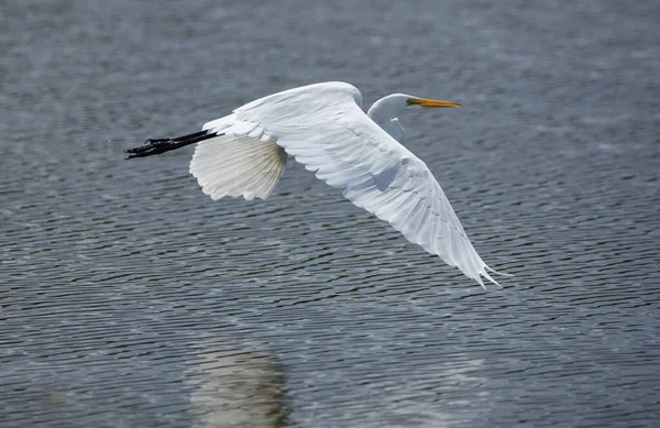 White Pelican Flight Water — Stock Photo, Image