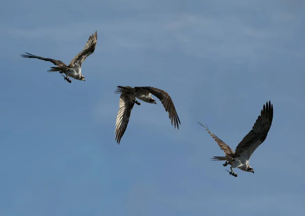 Vliegende Zeemeeuw Vlucht Tegen Blauwe Lucht — Stockfoto