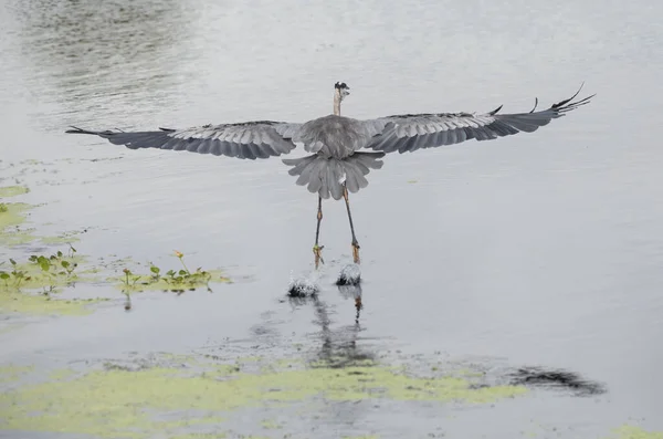 白鹤在水里飞舞 — 图库照片