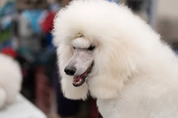 미시간주 2020 Michigan Winter Dog Classic Expo 2020 Day — 스톡 사진