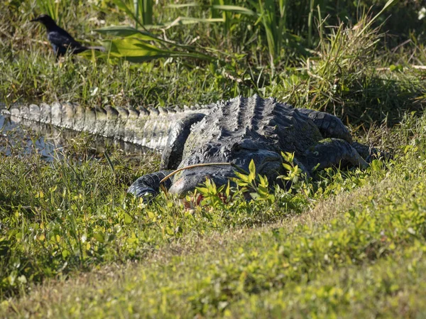 Krokodil Fűben — Stock Fotó