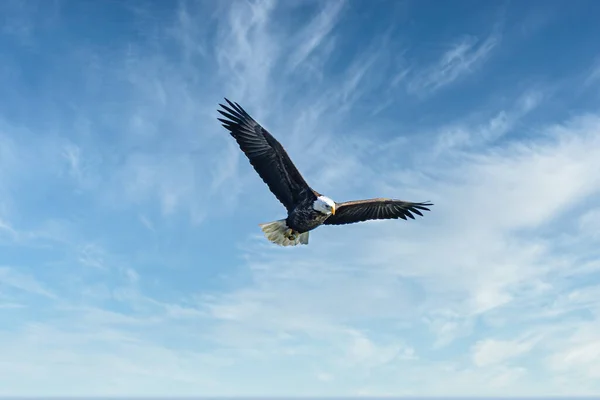 Águila Calva Vuela Través Cielos Azules —  Fotos de Stock