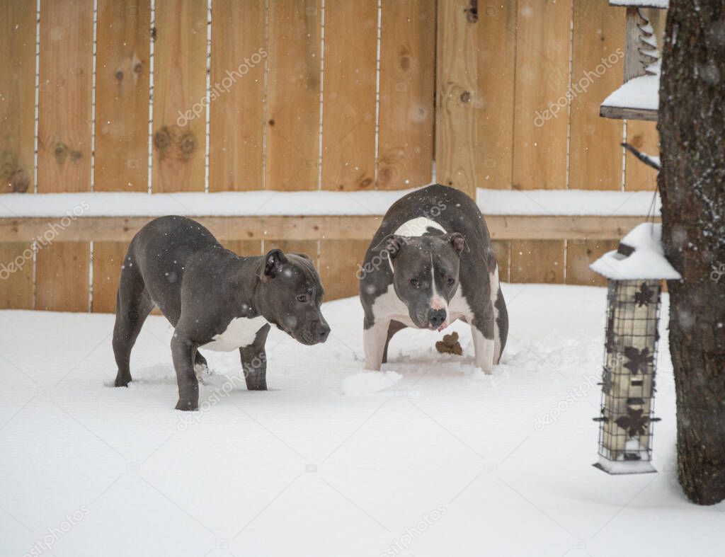 pitbull is pooping in fresh snow