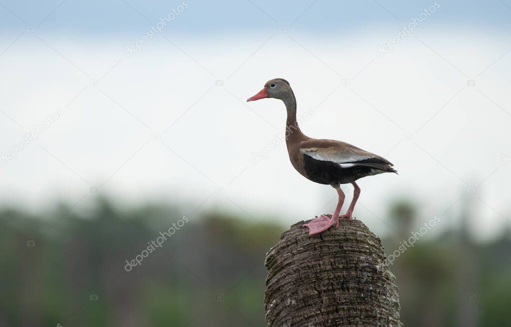 a bird in the nest of a stork
