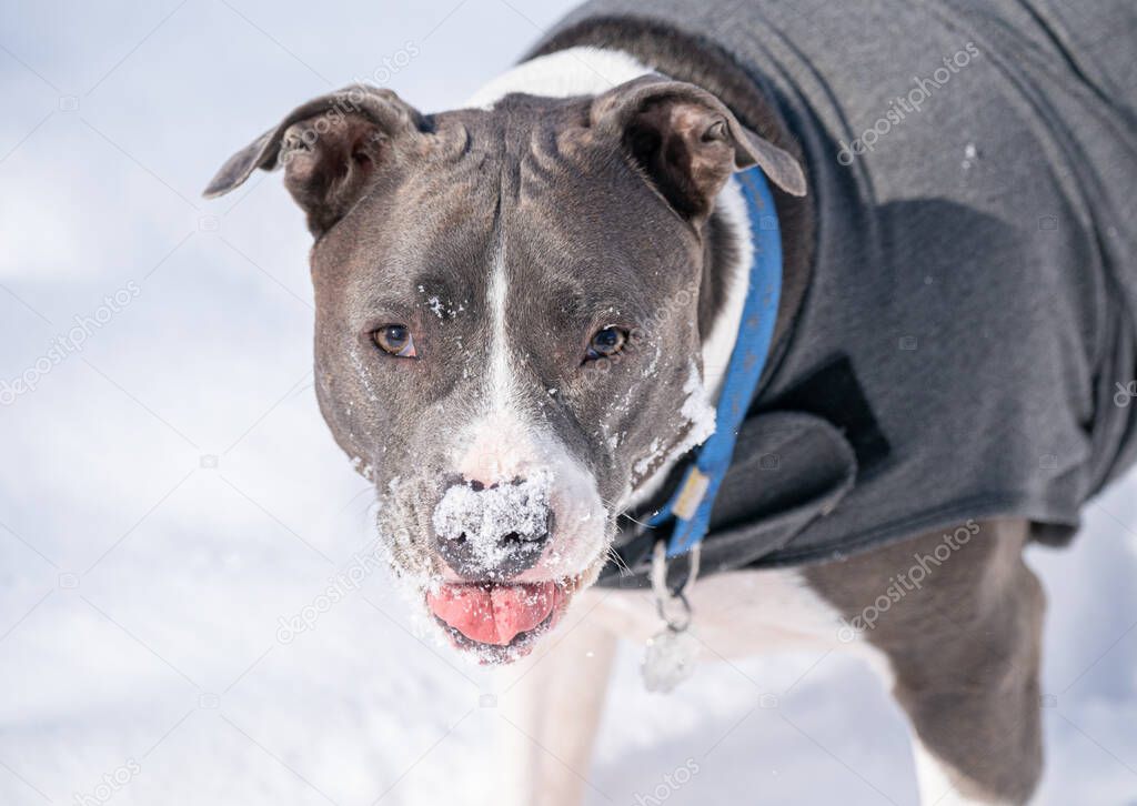 pitbull catchs snow flakes on his tongue and eats snow