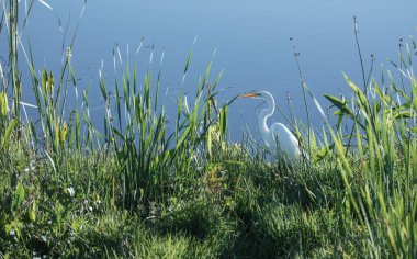 Çimenler ve su gölde