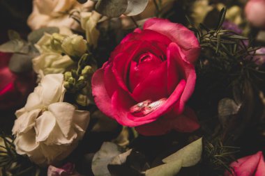 Canlı bir gülün içinde alyanslar.