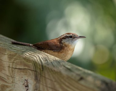 Ormanda bir yırtıcı kuş