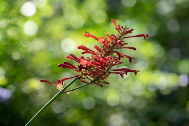 Kızıl Flora rüzgarlı bir sonbahar gününde güneşi emer.