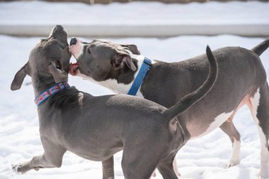 Pitbull kız kardeşi pitbull ile oynuyor.