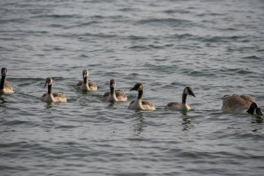Gölde bir grup ördek.
