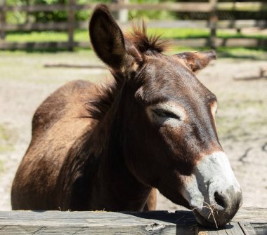 Katır sıcak bir günde kestiriyor