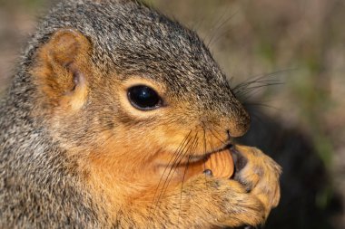 Şirin bir sincaba yaklaş.