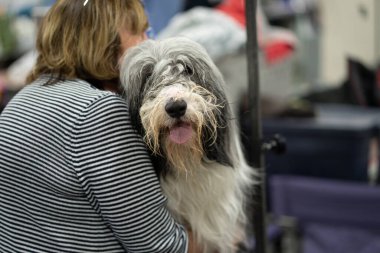 Novi, Michigan, ABD - 01.17.2020: Michigan Kış Köpeği Klasik Fuarı