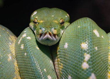 Yeşil ağaç pitonu seni izliyor.