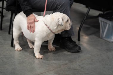 Novi, Michigan, ABD - 01.17.2020: Michigan Kış Köpeği Klasik Fuarı