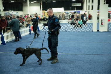 Novi, Michigan, ABD - 01.17.2020: Michigan Kış Köpeği Klasik Fuarı