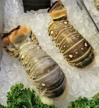 Buzlu taze istiridye.