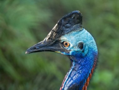 Bir tavus kuşuna yaklaş