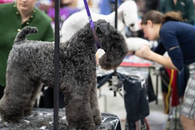 Novi, Michigan, ABD - 01.17.2020: Michigan Kış Köpeği Klasik Fuarı