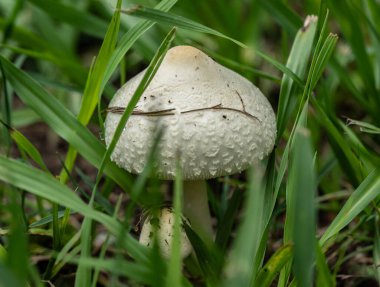 Mantar toplanmayı bekliyor.