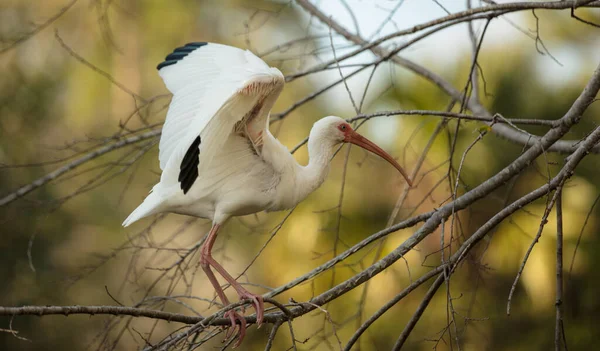 Pasăre Cuibul Unui Copac — Fotografie, imagine de stoc