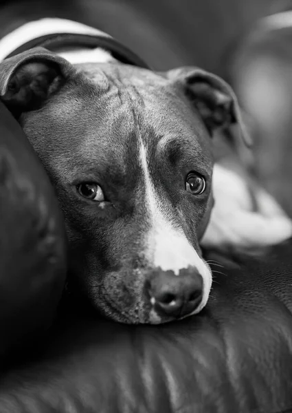 Cão Olha Para Você Com Preocupação Preto Branco — Fotografia de Stock