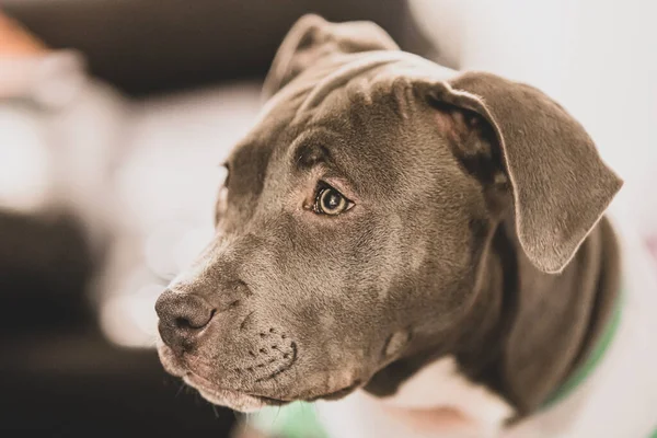 Pitbull Filhote Está Prestando Atenção Seu Treinamento Perto — Fotografia de Stock