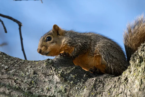 Squirrel — стокове фото