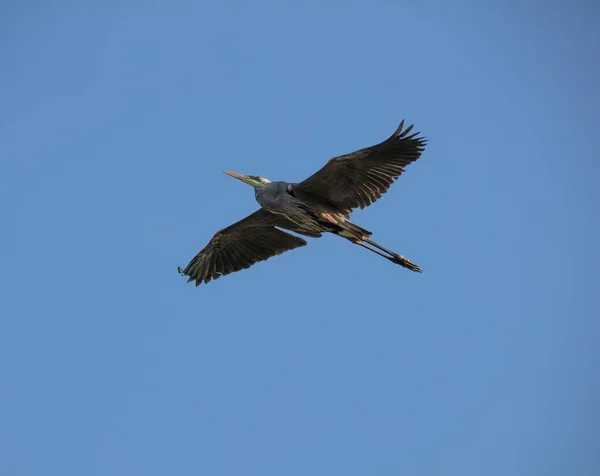 Flying Great Blue Heron Bird Blue Sky — Stock Photo, Image