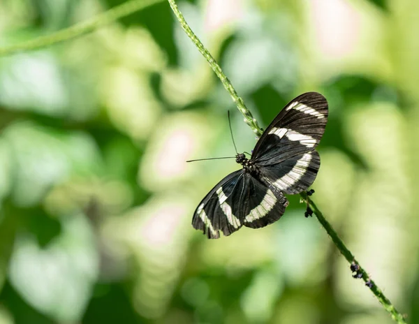 아래서 사진찍기 나비는 휴식을 취한다 — 스톡 사진