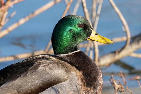 Canard Oiseau Dans Nature Faune — Photo