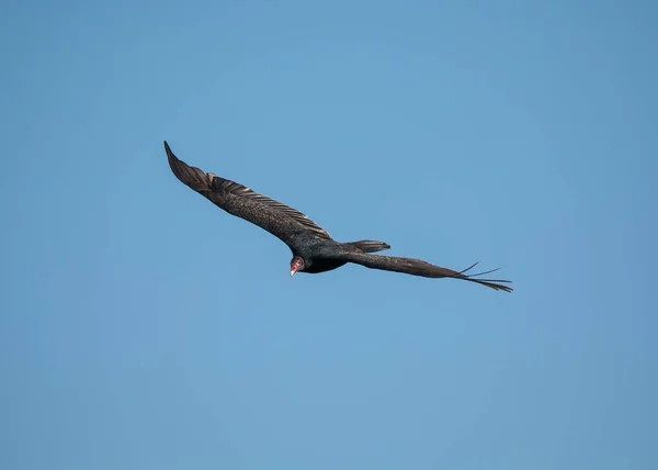 Large Bird Prey Flight — Stock Photo, Image