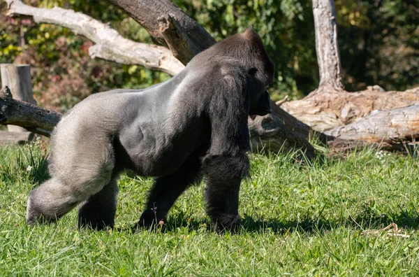 Silverback Gorilla Adult Male Gets Side Profile — Stock Photo, Image