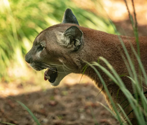 Gros Plan Kangourou Dans Zoo — Photo