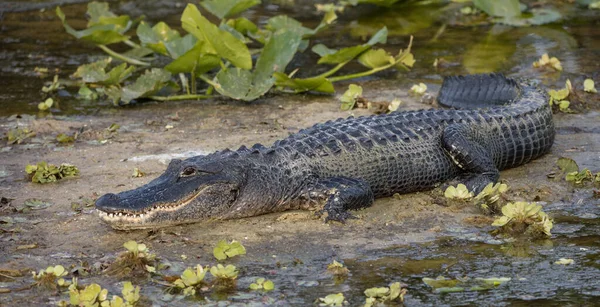 Krokodil Tóban — Stock Fotó