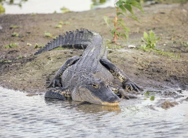 Krokodil Djurparken — Stockfoto