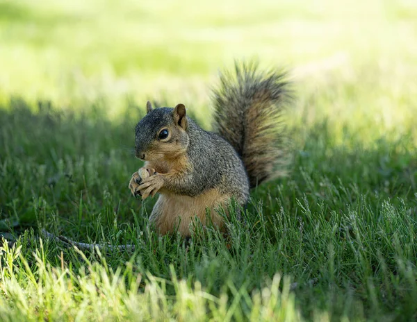 Écureuil Dans Parc — Photo