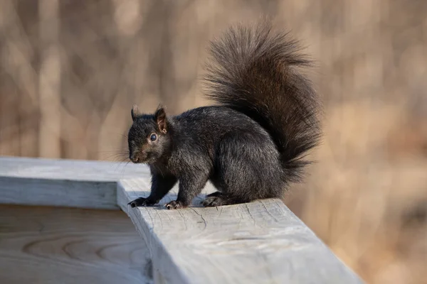 Eichhörnchen Park — Stockfoto