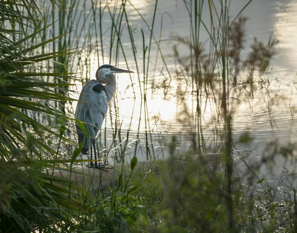 Vogel Vijver Water Grote Blauwe Reiger Neergestreken Reflecterend Bij Zonsondergang — Stockfoto