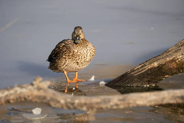 Pato Pájaro Naturaleza Fauna — Foto de Stock