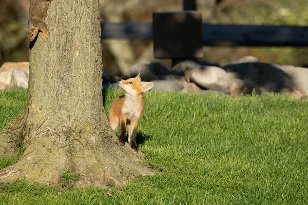 Zorro Rojo Cachorros Explorar Parque Día Soleado — Foto de Stock