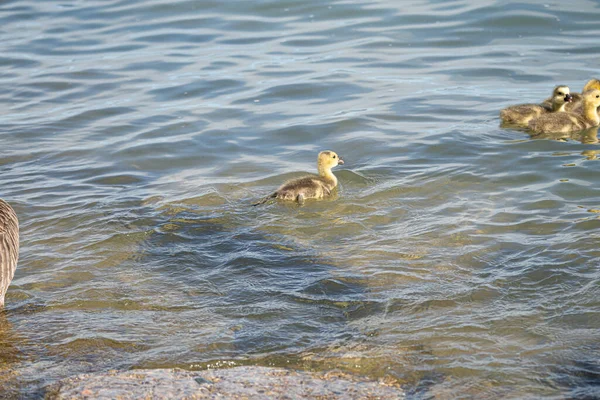 Madre Ganso Sus Bebés Gansos Gosling Disfrutar Día Soleado Lago — Foto de Stock