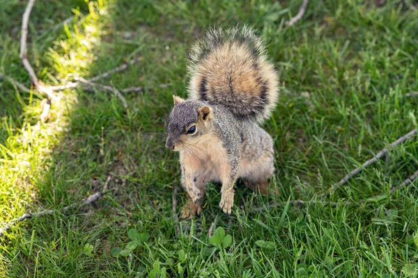 Écureuil Mignon Dans Herbe — Photo