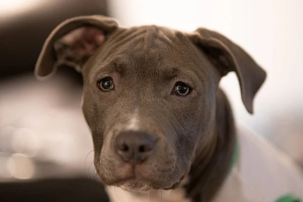 Cachorro Cachorro Staffordshire Bull Terrier — Fotografia de Stock