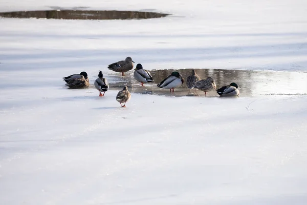 Canards Traversent Lac Gelé Pour Rencontrer Autres Canards — Photo